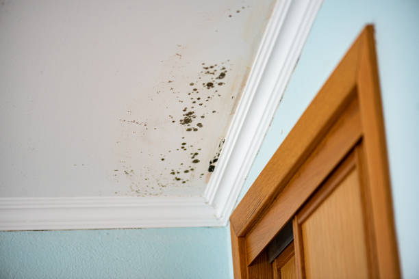 Best Emergency Mold Remediation in Republic, PA